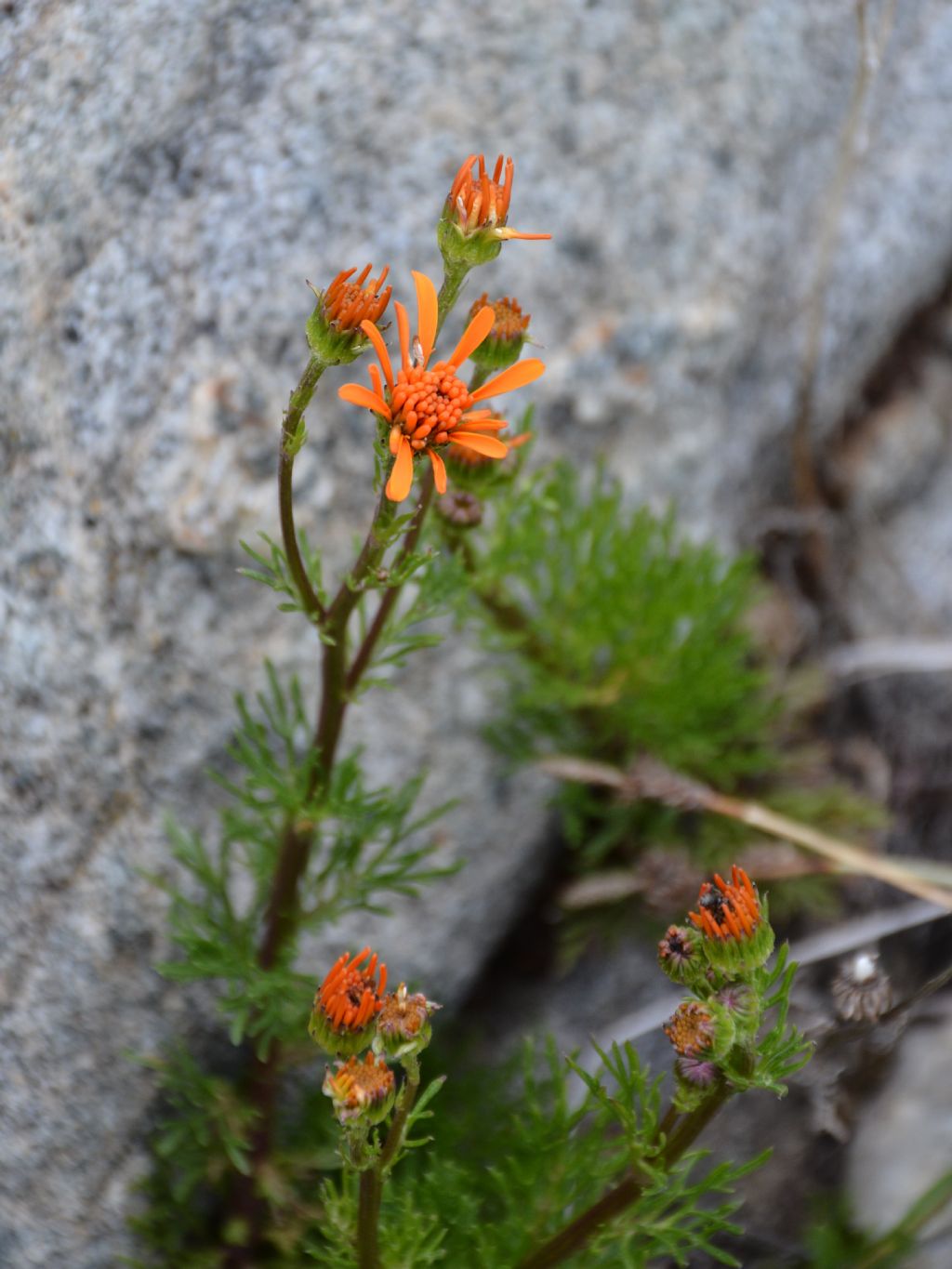 Arnica montana ? No, Jacobaea abrotanifolia